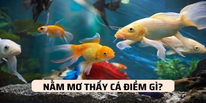 mo-thay-ca