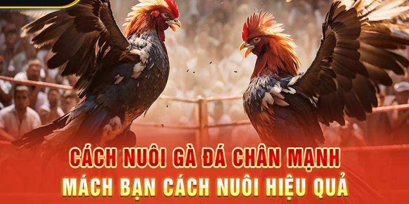 Cach Nuoi Ga Da Chan Manh Tu A Den Z Cho Nguoi Moi Bat Dau 1