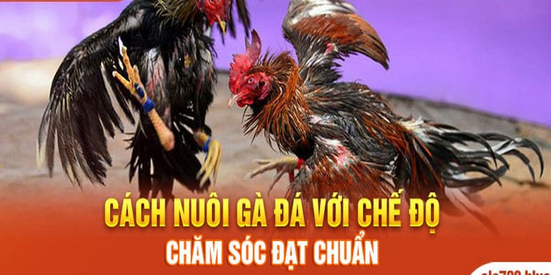 Cách nuôi gà đá chân mạnh từ A đến Z cho người mới bắt đầu