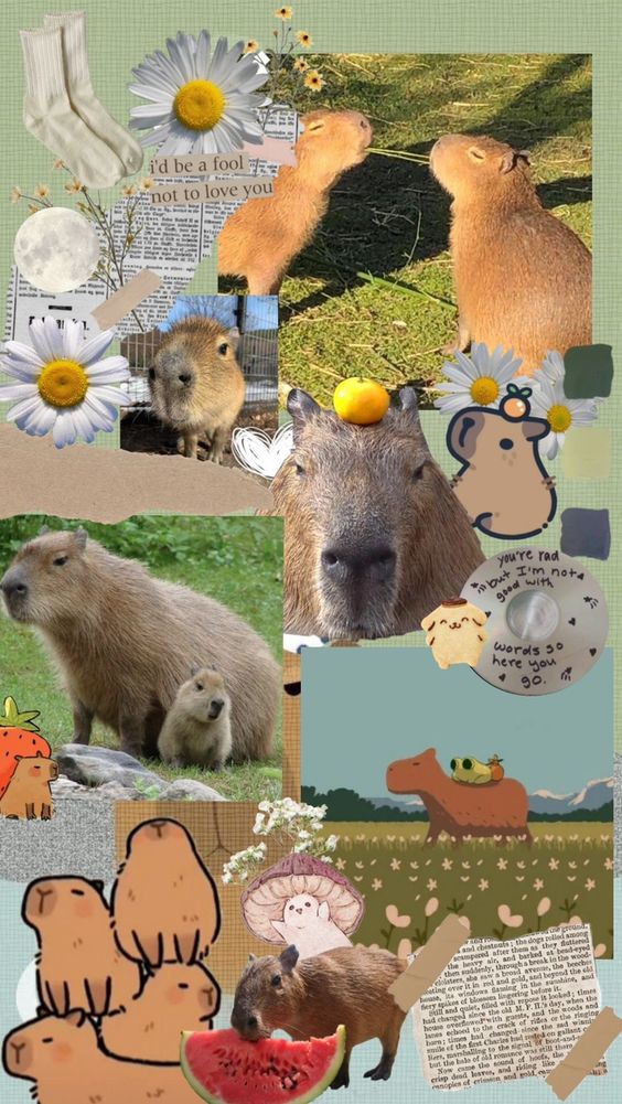 1725182014 73 99 Hinh Nen Capybara Cute 4K Sac Net Cho Dien