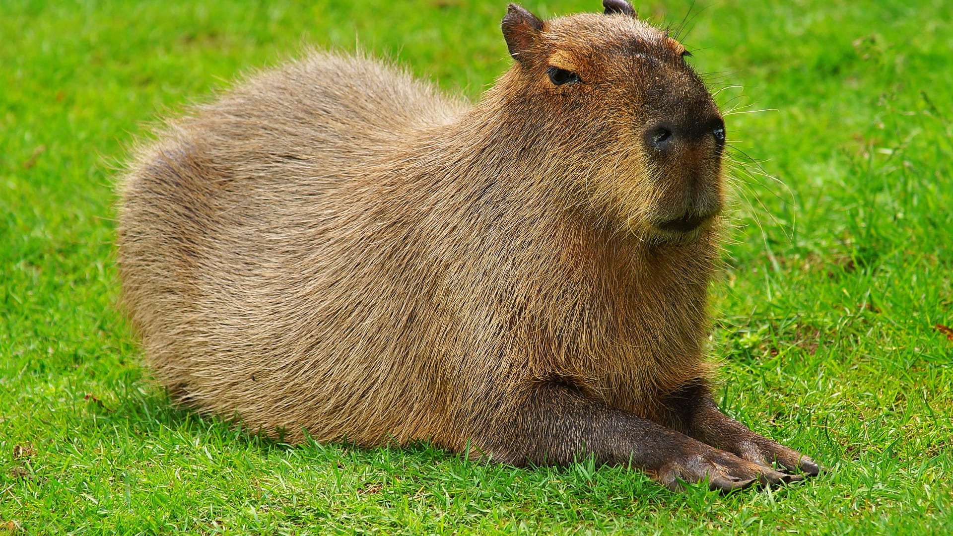 1725182015 145 99 Hinh Nen Capybara Cute 4K Sac Net Cho Dien