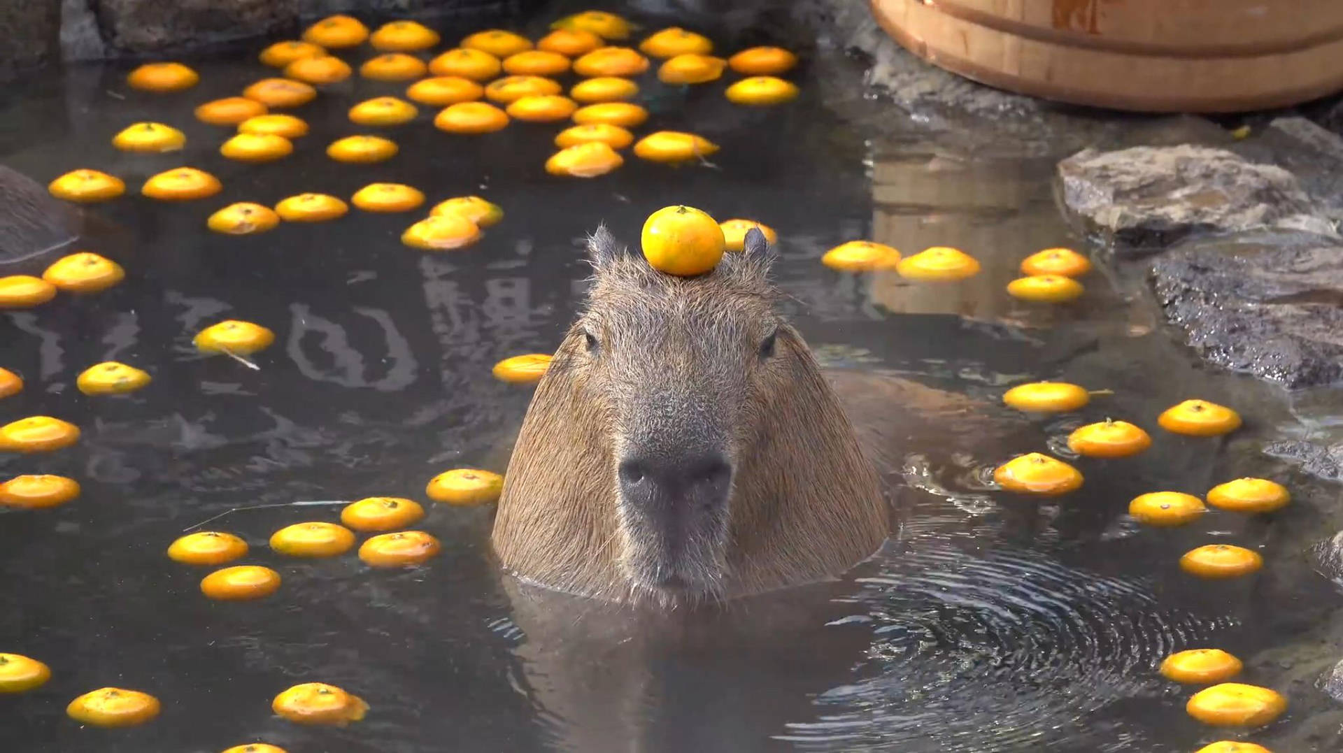 1725182015 374 99 Hinh Nen Capybara Cute 4K Sac Net Cho Dien