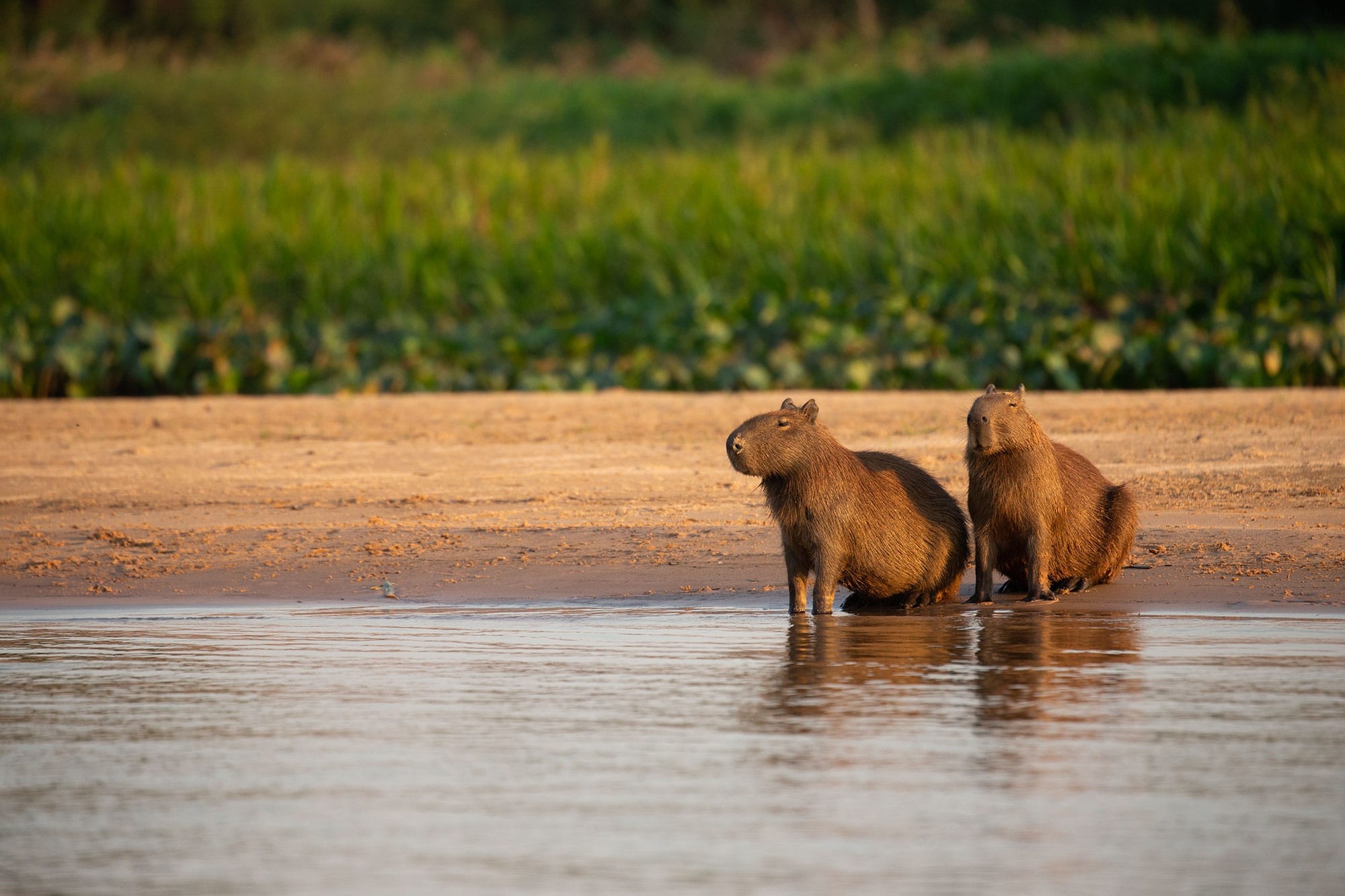 1725182015 459 99 Hinh Nen Capybara Cute 4K Sac Net Cho Dien