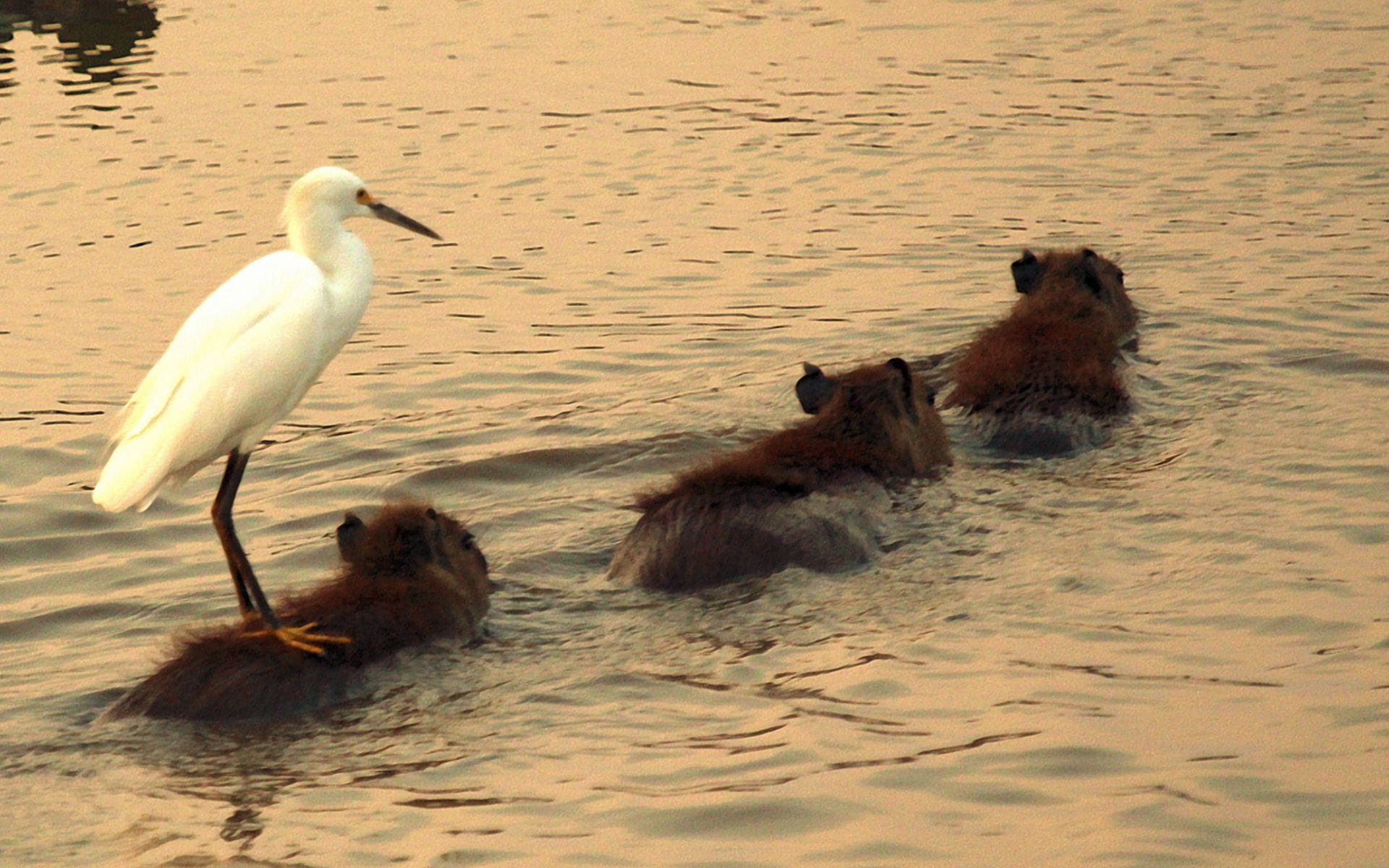 1725182015 88 99 Hinh Nen Capybara Cute 4K Sac Net Cho Dien