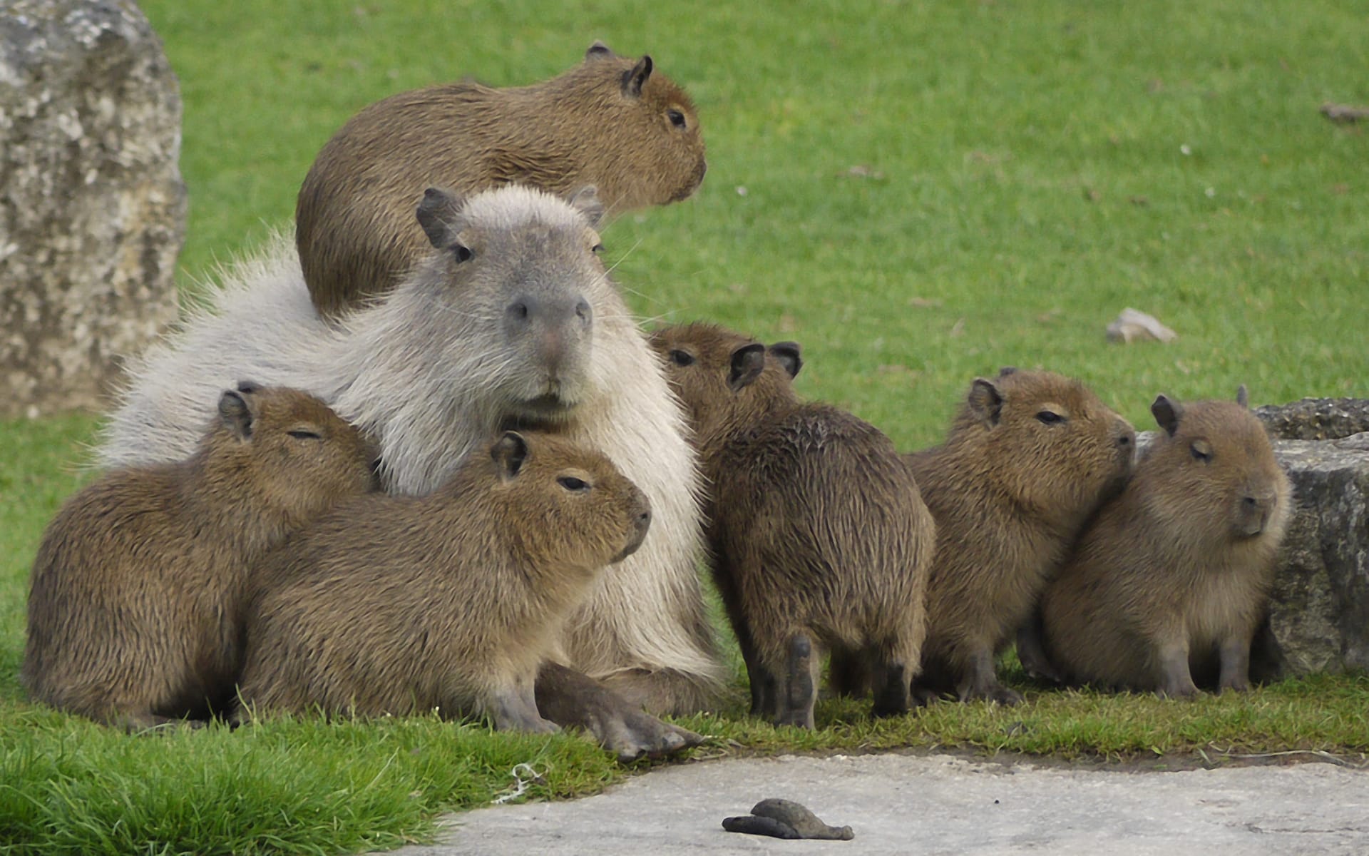 1725182015 99 99 Hinh Nen Capybara Cute 4K Sac Net Cho Dien