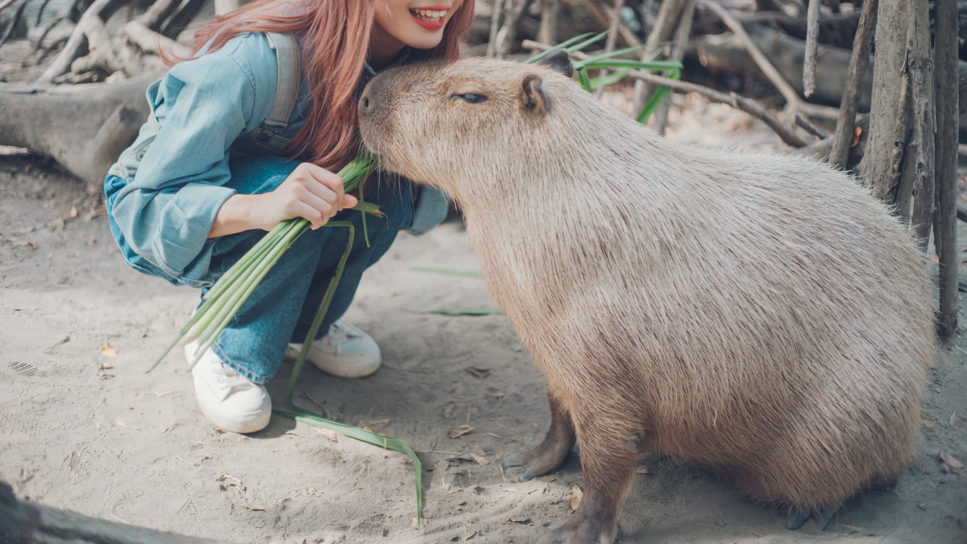 1725182016 214 99 Hinh Nen Capybara Cute 4K Sac Net Cho Dien