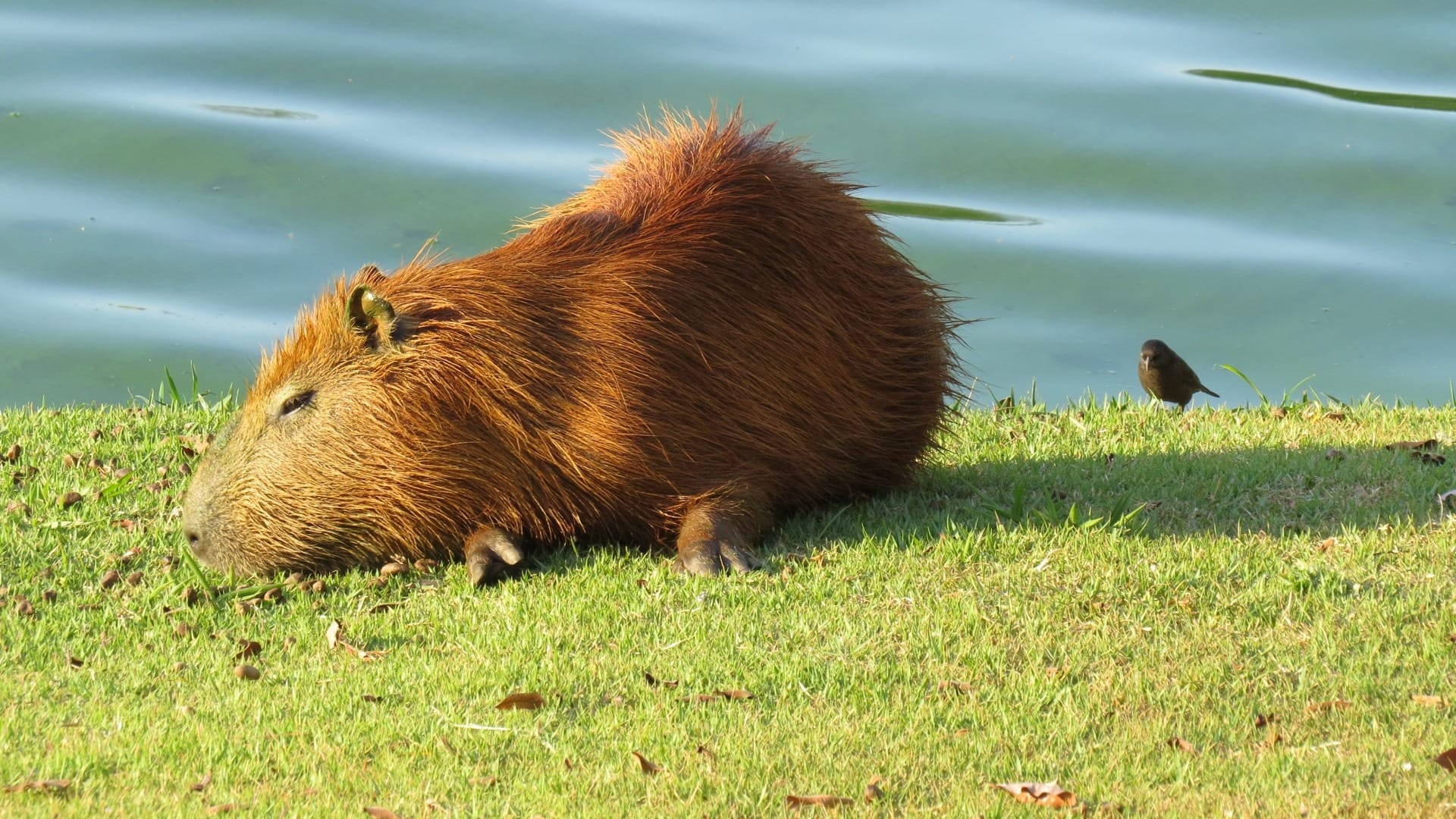 1725182016 337 99 Hinh Nen Capybara Cute 4K Sac Net Cho Dien