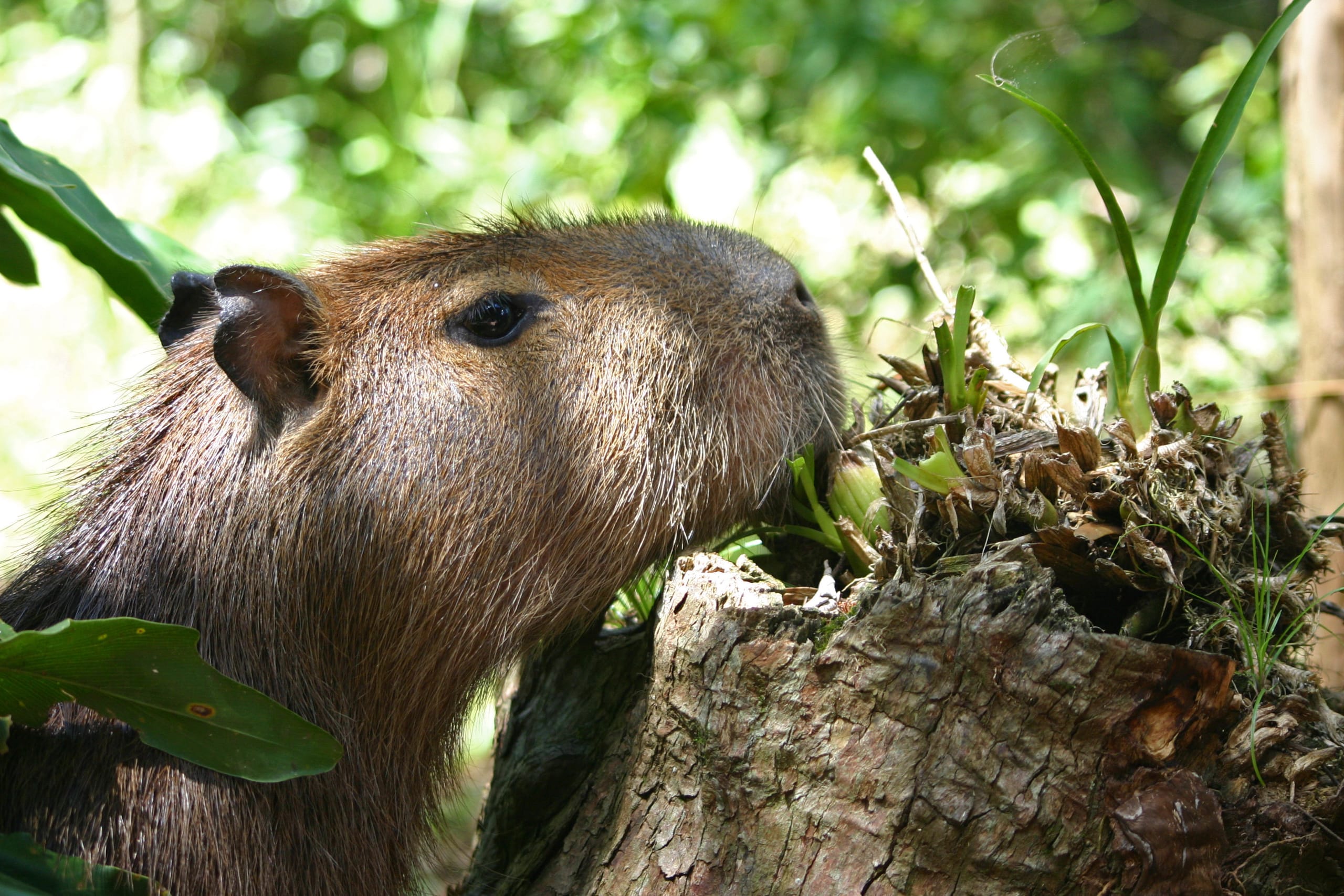 1725182016 572 99 Hinh Nen Capybara Cute 4K Sac Net Cho Dien