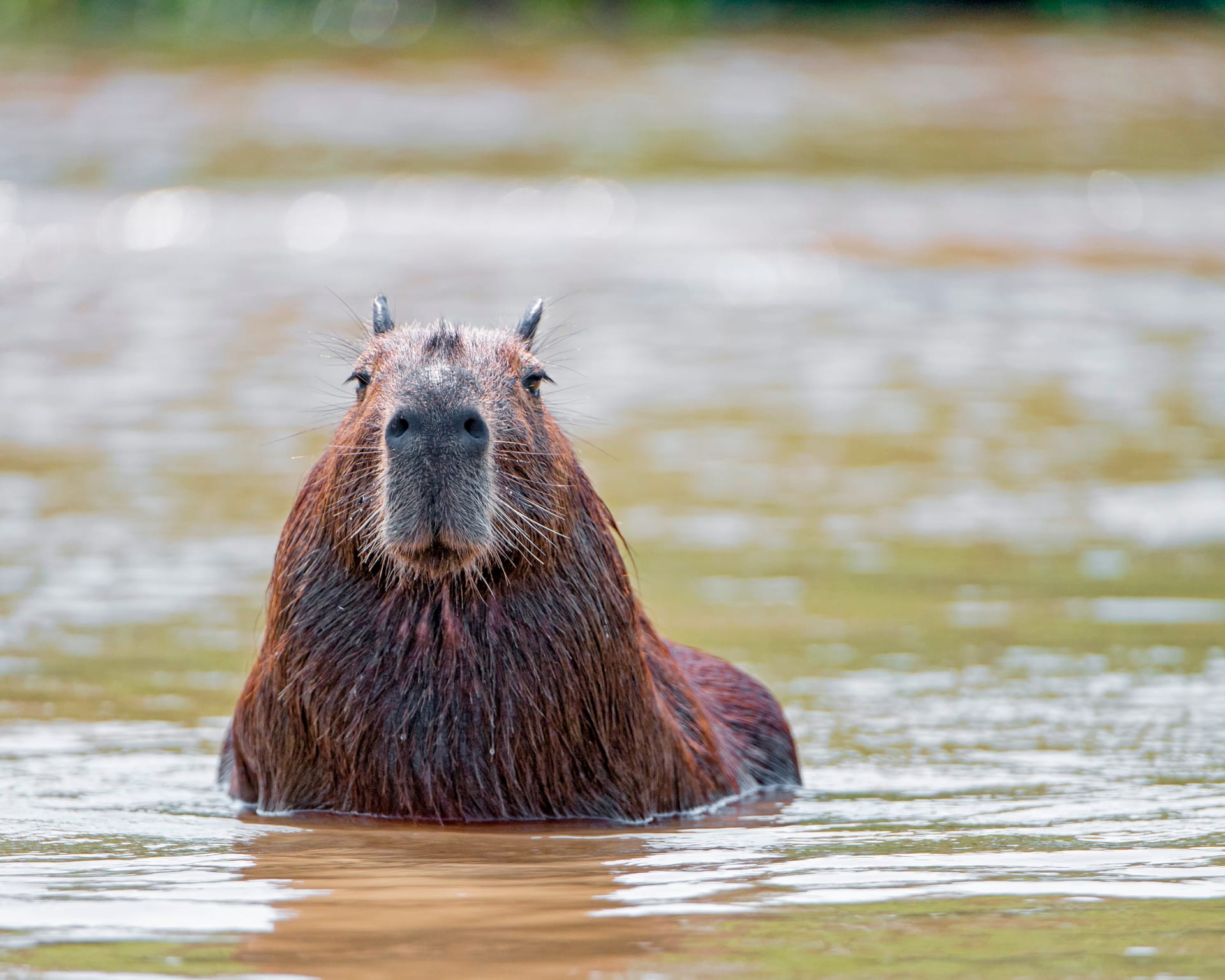 1725182016 574 99 Hinh Nen Capybara Cute 4K Sac Net Cho Dien