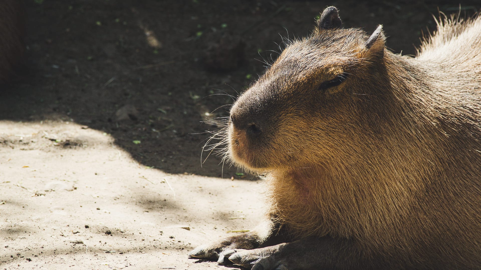 1725182016 770 99 Hinh Nen Capybara Cute 4K Sac Net Cho Dien