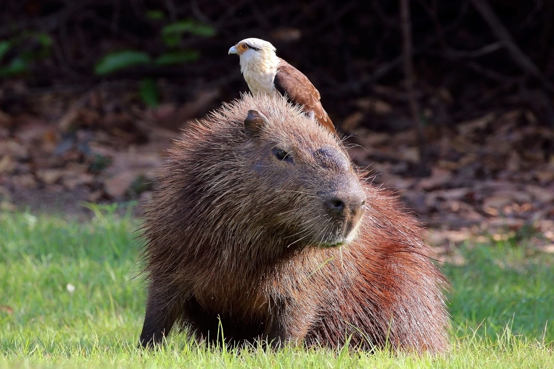 1725182016 821 99 Hinh Nen Capybara Cute 4K Sac Net Cho Dien