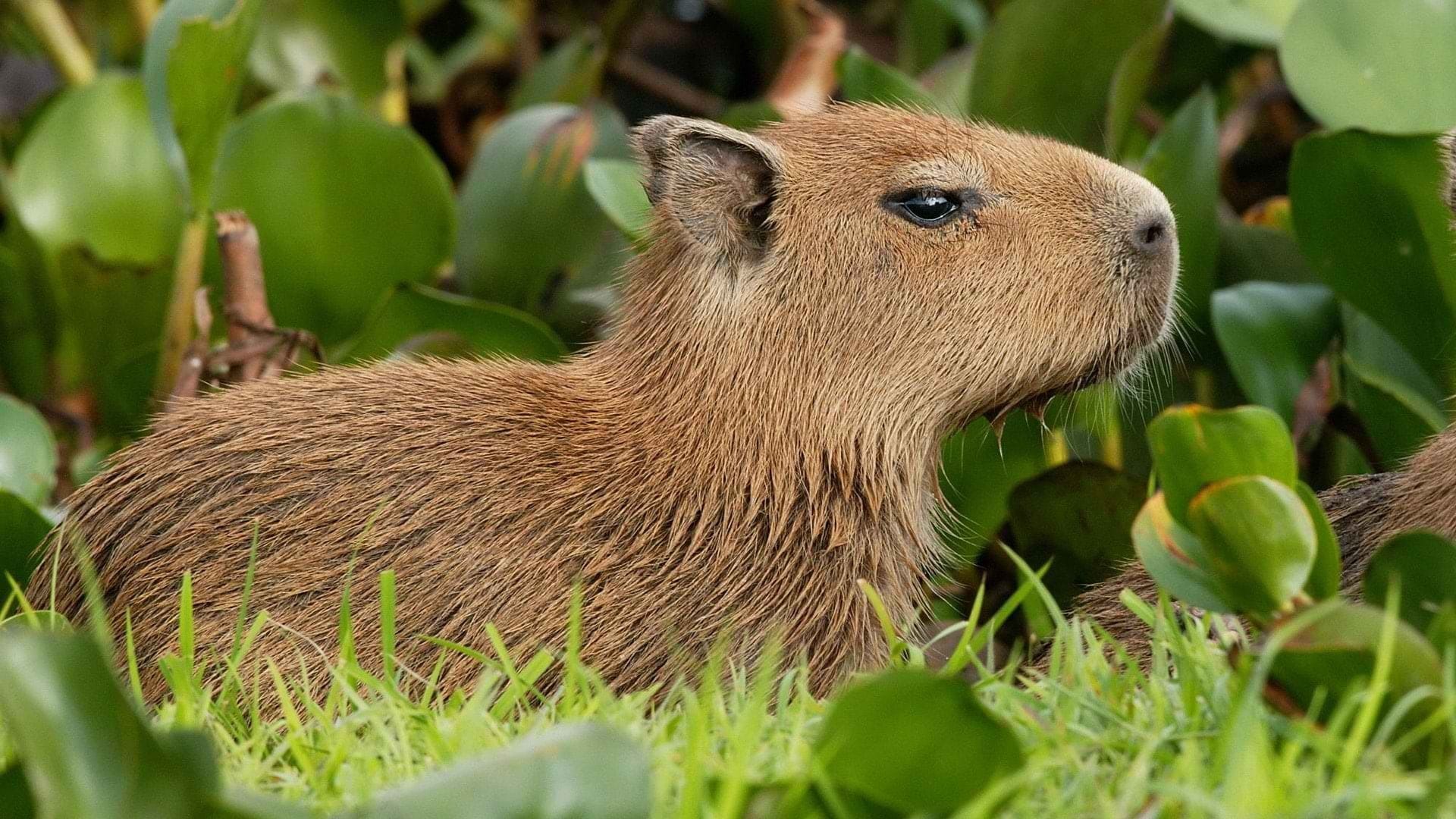 1725182016 847 99 Hinh Nen Capybara Cute 4K Sac Net Cho Dien