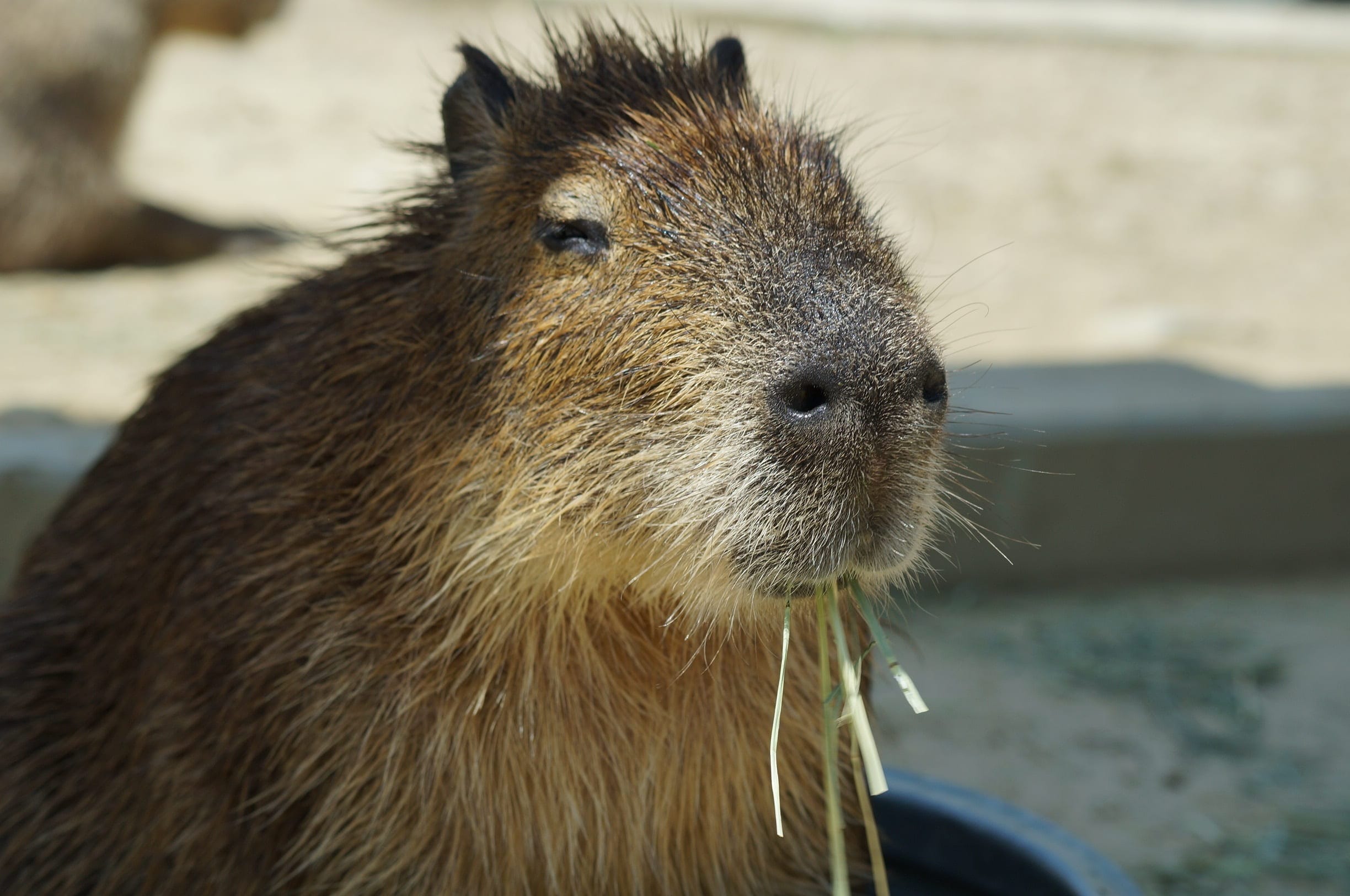 1725182016 963 99 Hinh Nen Capybara Cute 4K Sac Net Cho Dien