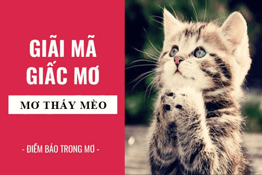 Giấc Mơ Thấy Mèo (1)-New